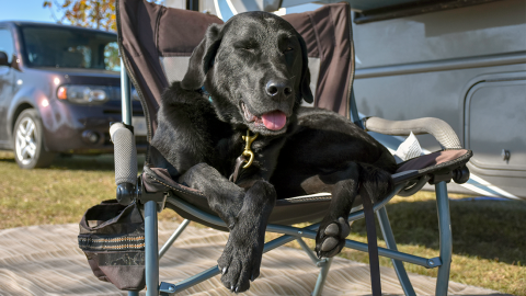 Hund auf einem Campingstuhl vor einem Wohnmobil